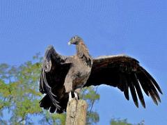 149 BIO PARC DE DOUE LA FONTAINE 4- 2016_000045